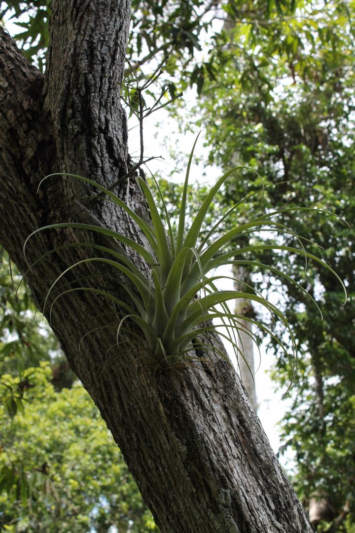 A spiky air plant growing out of a tree trunk.